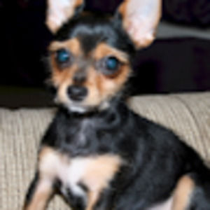 Meet your Posher, Joycelyn